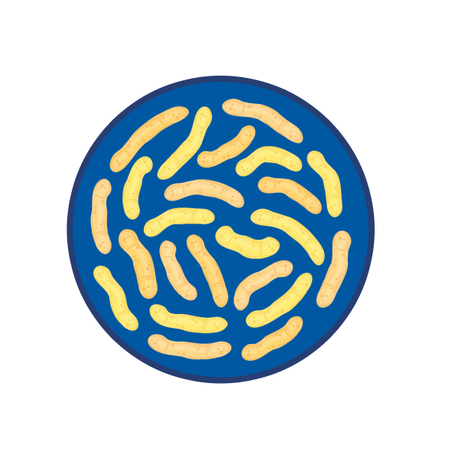 Lactobacillus plantarum