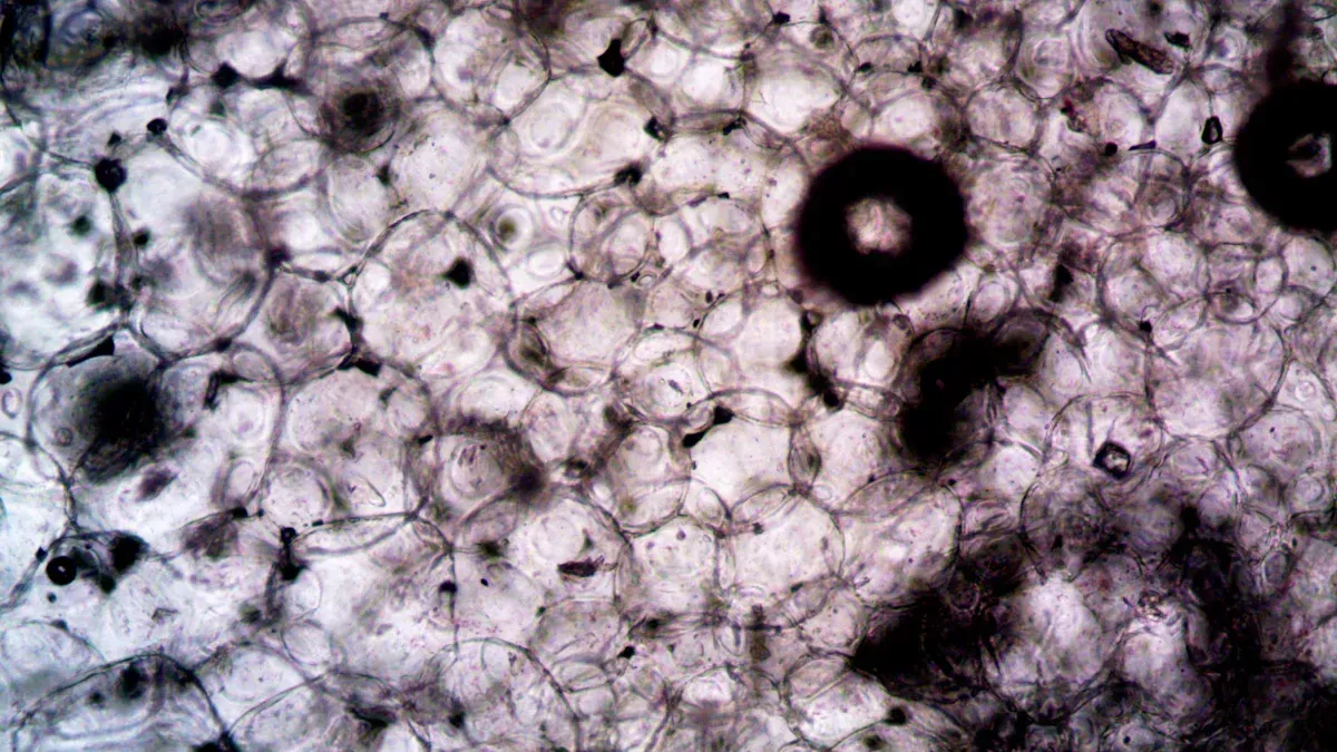 Qu'est-ce que la pectine en biologie