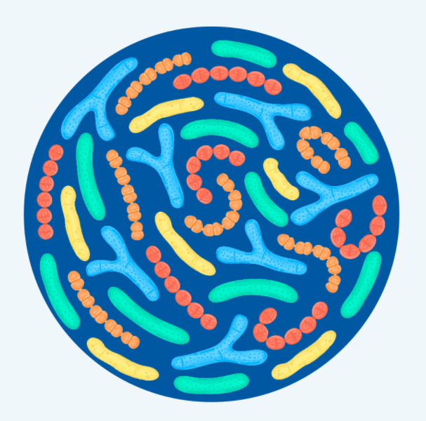 Quels sont les effets des suppléments probiotiques ?