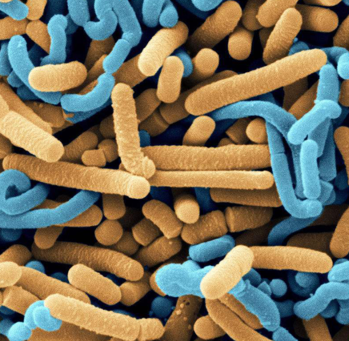 Les avantages du complément probiotique